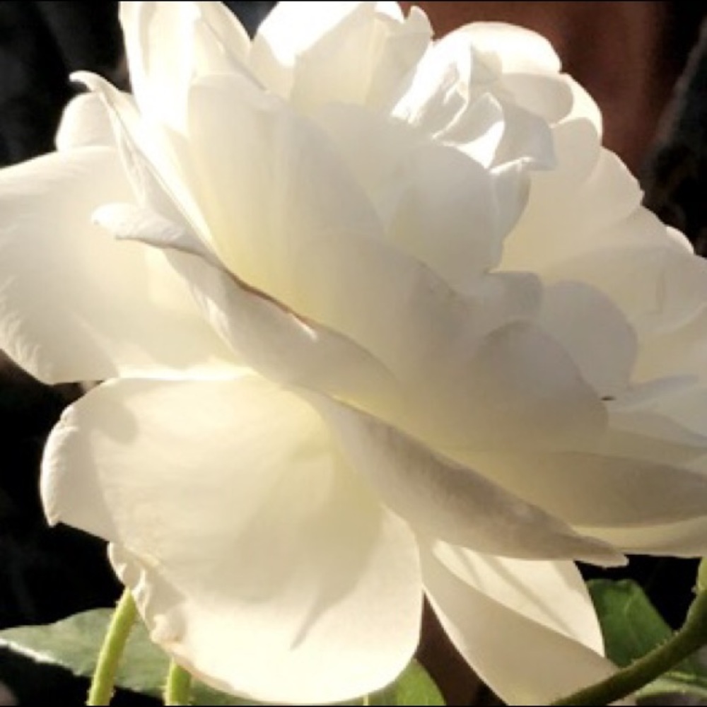 Meet your Posher, Jasmine